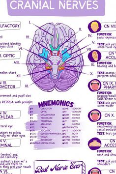 the human brain is labeled in purple and has many different parts to it's structure