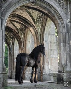 a black horse standing in an old stone building with arched doorways and arches on both sides