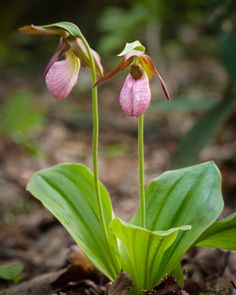 two pink flowers with green leaves on the ground