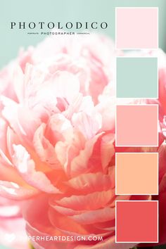 a pink flower is shown in the center of this color palette