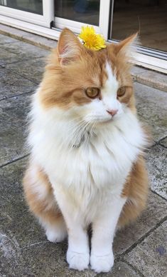 an orange and white cat with a yellow flower in its hair sitting on the ground