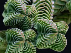 some very pretty green plants together on a black background