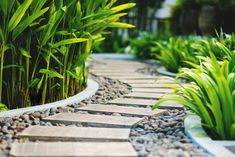 a stone path surrounded by green plants and rocks in the foreground, with grass growing on either side