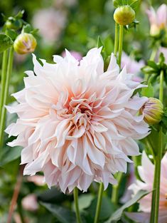 a large pink flower is in the middle of some green leaves and flowers are behind it