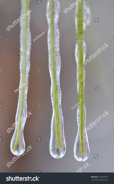 some water drops hanging from the ceiling in front of a blurry background with green stems