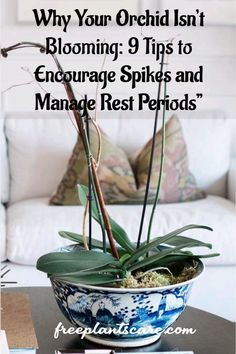 Why Your Orchid Isn’t Blooming: 9 Tips to Encourage Spikes and Manage Rest Periods” How To Get Orchids To Bloom Again, Orchid Diseases, Orchid Flower Arrangements, Orchid Varieties, Amazing Food Hacks, Small Vegetable Gardens