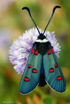 a blue butterfly with red spots on its wings sitting on a purple flower and looking at the camera