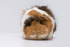 a brown and white guinea pig sitting on top of a white floor next to a gray wall