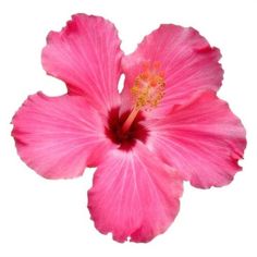 a pink flower on a white background