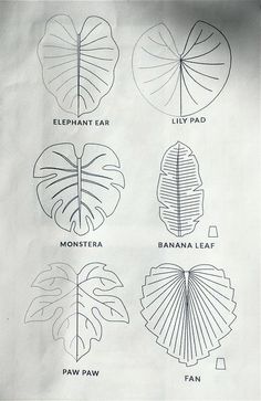 four different types of leaves are shown in black and white on a piece of paper