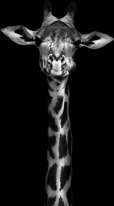 a black and white photo of a giraffe's head in the dark