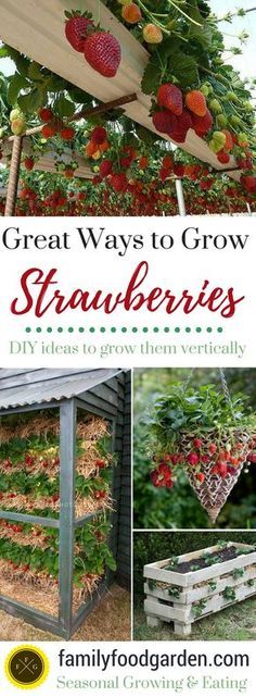 strawberries growing in the garden with text overlay that says great ways to grow strawberries