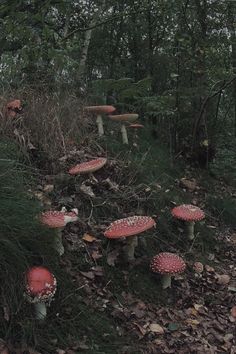 a group of mushrooms growing on the side of a hill