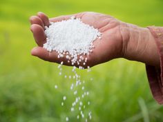 a person holding out their hand with some white stuff in the palm and grass behind it