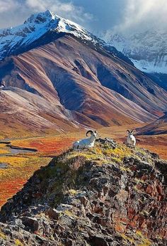 two mountain goats are standing on the side of a hill with snow capped mountains in the background