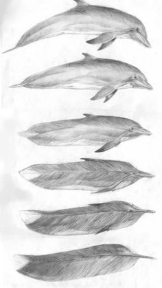 pencil drawing of dolphins and feathers