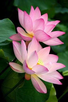 two pink lotus flowers with green leaves in the foreground and one yellow flower at the far end