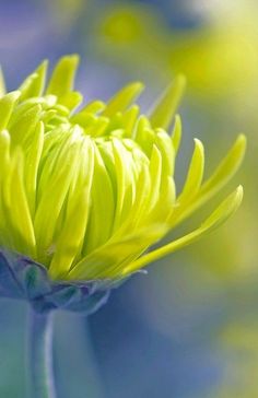 a close up view of a yellow flower