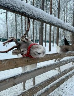 two donkeys are looking over a fence in the snow