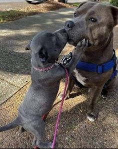 two dogs are playing with each other on the sidewalk