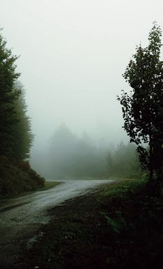 a foggy road with trees on both sides