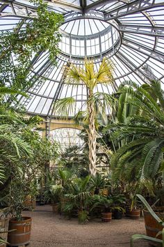 the inside of a greenhouse with lots of plants