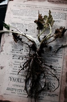 an old book with roots growing out of it