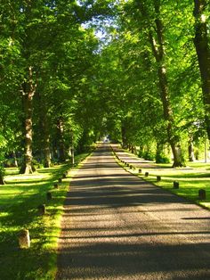 an empty road surrounded by trees and grass