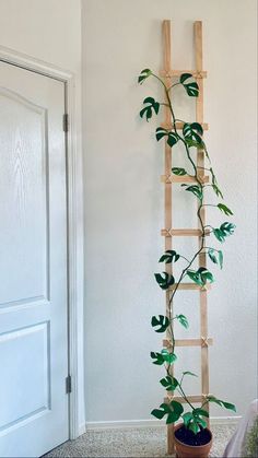 a plant is growing up the side of a ladder