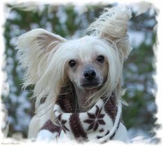 a white dog with long hair wearing a scarf