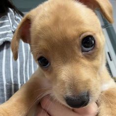 a person holding a small brown dog in their lap and looking at the camera with an intense look on his face