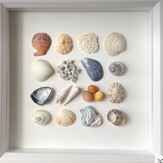 there are many different seashells in this white shadow box frame on the wall