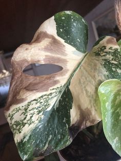 a green and white leafy plant with holes in it's center, sitting on a table