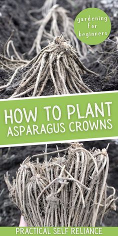 the cover of how to plant asparagus crowns by practical self reliance for beginners