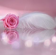 a pink rose sitting on top of a white feather