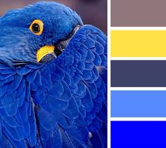 a blue bird with yellow eyes is shown in this color palette