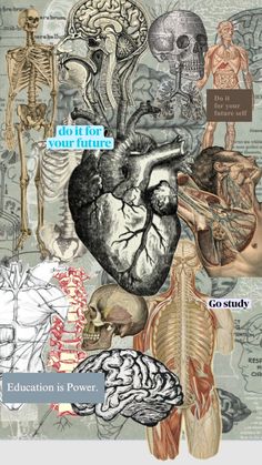 an image of the human body with many different types of organs and their functions in it