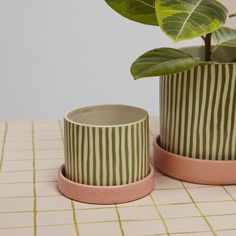 two potted plants sitting next to each other on a tiled counter top with pink rims