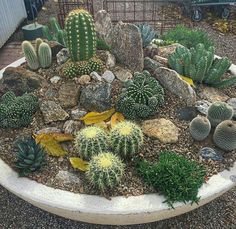 there are many different kinds of cactus in the garden