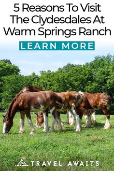 four horses grazing in the grass with text reading 5 reasons to visit the clydesdales at warm springs ranch learn more