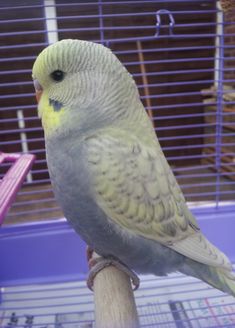 a bird sitting on top of a wooden stick in front of a caged area