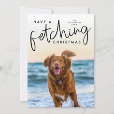 a christmas card with a dog on the beach and text have a petting christmas