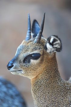 a small antelope with long horns standing in front of a rock wall and looking off into the distance