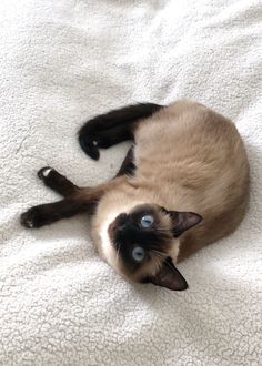 a siamese cat laying on top of a white blanket looking up at the camera