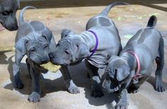 three puppies standing next to each other