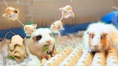 two guinea pigs sitting next to each other