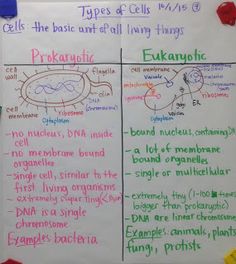 two posters with different types of cells and their names on them, one is labeled