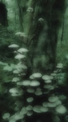 a group of mushrooms growing in the woods