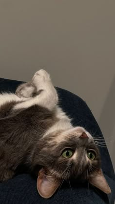 a gray and white cat laying on its back