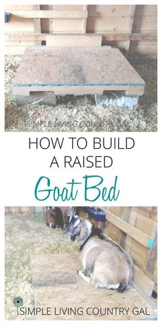 an image of goats in their pen with text overlay how to build a raised goat bed